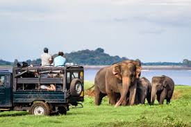 Wildlife & Safari Tours